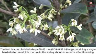 Osmanthus fragrans