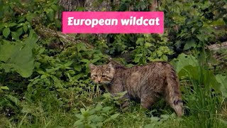 European wildcat (Felis silvestris silvestris)