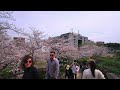 2024 浜松城公園の桜 4k hdr cherry blossoms at hamamatsu castle park uhd hdr