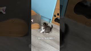 绷不住了家人们哈哈哈，烤鱼片拉屎睡着了！（上） #搞笑#cute #funny#猫咪