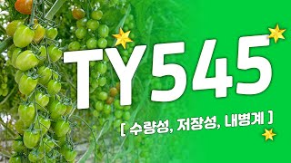 [더기반] 수량성, 저장성 좋고, 우수한 내병성을 보여주는 TY545 대추방울토마토