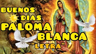 Buenos Días Paloma Blanca "Letra" | Vers. Estudiantina.
