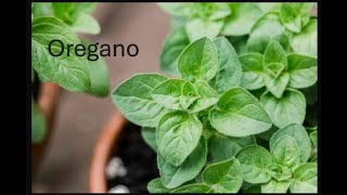 Oregano is interesting!