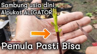 Cara sambung pucuk ALPUKAT ALIGATOR usia dini