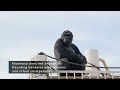 gorilla shows off his strength to chimpanzees the shabani group