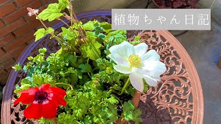 春の寄せ植え～アネモネ編～