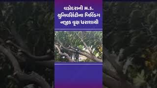 વડોદરાની M S  યુનિવર્સિટીના બિલ્ડિંગ નજીક વૃક્ષ ધરાશાયી | #vadodara  #tv9gujarati #gujarat #shorts