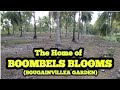 The Home of BOOMBELS BLOOMS (BOUGAINVILLEA GARDEN)