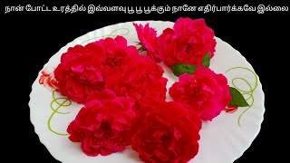 நான் போட்ட உரத்தில் இவ்வளவு பூ பூக்கும் நானே எதிர்பார்க்கல | Paneer Rose Growth Video | Home Flower