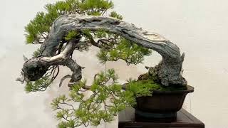 Japanese Bonsai