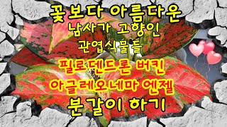 꽃보다 잎이 더 아름다운 관엽식물.필로덴드론 버킨.아글레오네마 엔젤.키우기의 모든것.엔젤 분갈이하기~