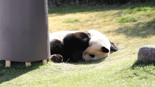 しゃっくりをする結浜🐼🎀【アドベンチャーワールド】