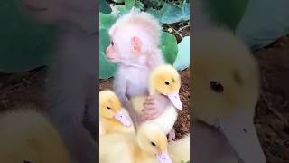 baby monkey and duckling #cute #monkey #baby #animallover #shorts #short #viral