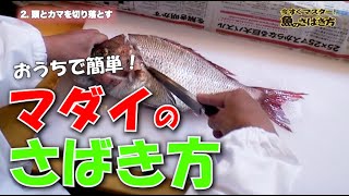 おうちで簡単！ 「今すぐマスター！魚のさばき方」マダイ編  ＃魚料理＃魚のさばき方＃捌き方＃ステイホーム＃釣り＃マダイ