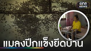 ฝูงแมลงปีกแข็งยึดบ้าน หญิงป่วยติดเตียงหนีไม่ได้ | ข่าวเที่ยงช่องวัน | สำนักข่าววันนิวส์