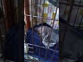 トライアル２日目保護猫のあおいちゃんを迎えました。先住猫のみたらしさんかなりシャーシャーして威嚇してます。