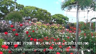 【駕与丁公園】バラ園：🌹　美しく咲いていました2022/05/05[Kayoicho Park] Rose Garden: Beautifully blooming 2022/05/05