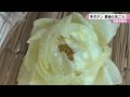 當麻寺奥院　冬ボタン　最後の見ごろ