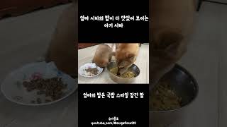 엄마 시바의 밥이 더 맛있어 보이는 아기 시바