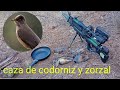 caza y cocina de codorniz y zorzal ( avistamiento de un puma?? 😱 )