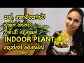 විනාඩි දෙකෙන් indoor plant එකක් හදන්නෙ මෙහෙමයි