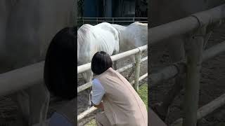 ご神馬　日光乗馬クラブ　日光東照宮　馬【家族で乗馬はじめました】note差込み用動画