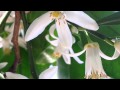 Time With Nature: Flowering Orange Tree