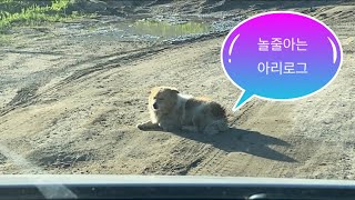 동키즈 가평 버스킹 vlog🚗 놀줄아는 아리로그