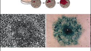 Assay of viral infectivity