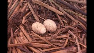 Cigüeña americana Ciconia maguari Biología Santa Fe Argentina 2024