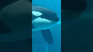 シャチ　アースくん　ゆっくり近づいてきたよ　【名古屋港水族館】Killer whale Earth-kun Nagoya Aquarium