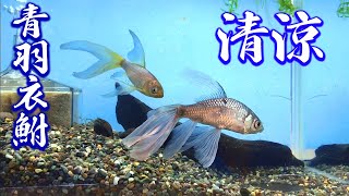 【羽衣鮒】青テツギョ水槽 フルメンテナンス【鉄魚】