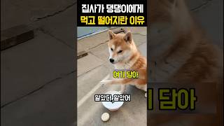 집사가 댕댕이에게 이거 먹고 떨어지란 이유 #강아지 #재미있는개 #웃긴동영상