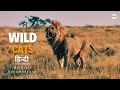 Wild Cats, Africa - हिन्दी डॉक्यूमेंट्री | Wildlife documentary in Hindi