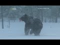 National Geographic Nordic Wild Furious Life