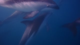 Amazing snorkel with wild DUSKY DOLPHINS in Kaikoura