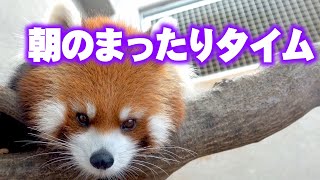 【円山動物園のレッサーパンダ】円実の朝のまったりタイム　Red Panda MARUMI at Maruyama Zoo