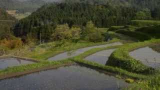 棚田　滋賀県高島市畑地区