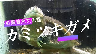 カミツキガメ　井の頭自然文化園　動物園