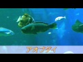 息子制作 生き物動画「アオブダイ」