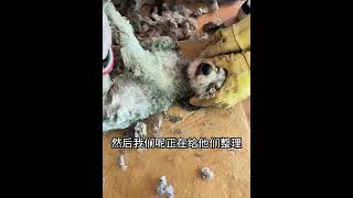 流浪動物救助老姜： 狗肉車救下來的狗，好多都有病，目前正在治療中 #shorts