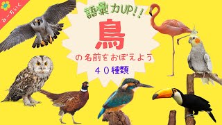 【知育動画】語彙力UP!!鳥の名前を40種類紹介!! 3歳/4歳/5歳/6歳/