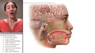 Special Senses 3- Gustatory pathways