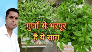 कुलेखेड़ा और सिंगापुरी पालक क्यों खाये / kitchen garden saag