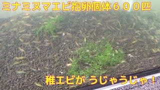 ②ミナミヌマエビメスの抱卵個体600匹稚エビがうじゃうじゃ爆殖あかちゃんザリガニ 産卵シュリンプ