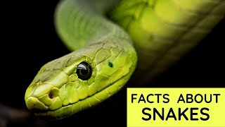 Snake Facts for Kids | Interesting Educational Video about Snakes for Children | Amazing Facts