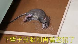 20211020 Louis的捕鼠行動Rat Mouse