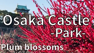 Osaka Castle Park🌸「Plum blossoms garden」~大阪城公園🌸梅園