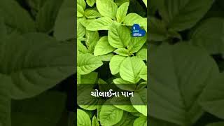 જો તમે આમાંથી કોઈપણ ગ્રીન્સ વાવી હોયતો અમને તેનાં ફોટોસ મોકલી શકો છો.#MonsoonGreens #Gardening