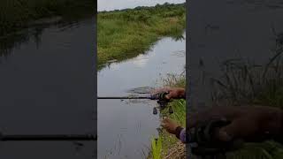 terekam jelas sambaran babon predator rawa #shorts #fishing #shortsviral #castinggabusbabon